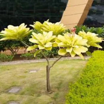 Lite Yellow Plumeria Plant